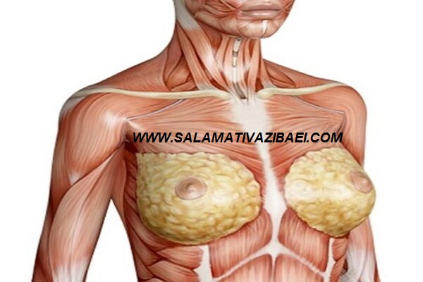 سینه و آناتومی سینه خودرا بشناسید