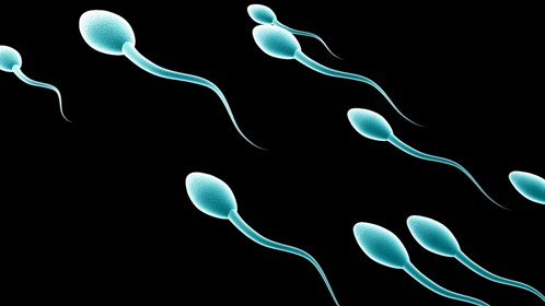 آناتومی آلت تناسلی و نحوه عملکرد آلت تناسلی، نعوظ و انزال چیست؟